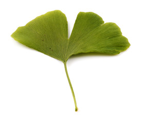 Ginkgo biloba