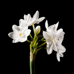 Narcissus papyraceus; Paperwhite; single stem isolated on black