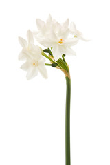 Naklejka na ściany i meble Narcissus papyraceus; Paperwhite