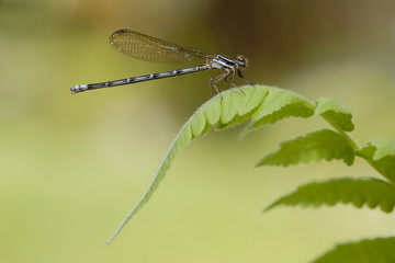 Libellula