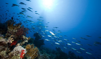 Fototapeta na wymiar Fish and coral in the Red Sea.