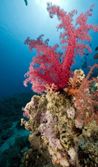 Naklejka na ściany i meble Fish and coral in the Red Sea.