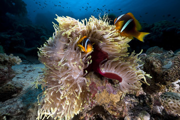 Anemonefish in the Red Sea.