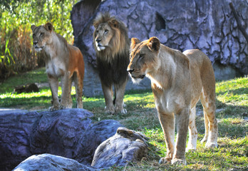 Lion and lionesses in search of something to eat, at a park