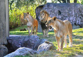 Lionesses and a lion ready to eat at a park