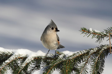 Titmouse On A Branch