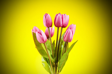 Fototapeta premium Bouquet of colorful tulips on the table