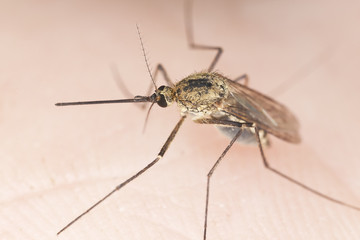 Mosquito sucking blood, extreme close-up