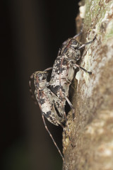 Mating Black-clouded Longhorn Beetle (leiopus nebulosus)