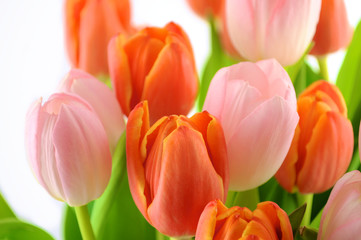 Tulips on White