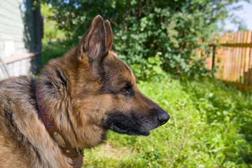 Portrait of a German shepherd