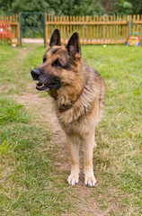 The best security guard
