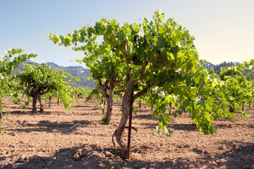 Fototapeta na wymiar California vineyard landscape
