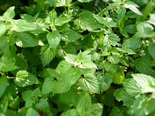 Stinging nettles