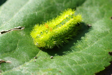 イラガの幼虫/トゲだらけ
