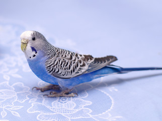 blue budgerigar