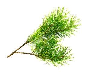 cedar branch