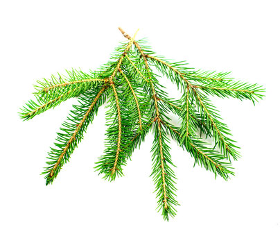 firry  branch