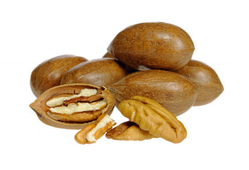 Pecannuss - pecan nut 05