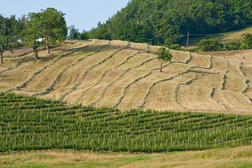 Typical Tuscan landscape