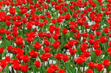 Red and White Tulips