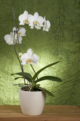 Fototapeta na wymiar Piękna biała orchidea