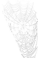 Spiderweb with waterdrops on white background