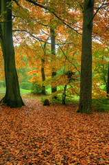 Beautiful Autumn Fall forest scene