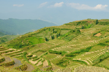 Sapa Rice Paddy