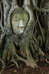 Fototapeta na wymiar remain of stone budda head in the tree roots