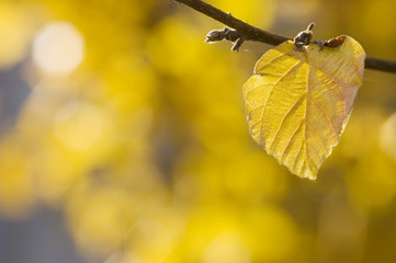 Obraz premium colorful leaf in autumn