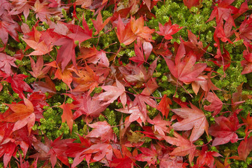 Beautiful Autumn Fall forest scene