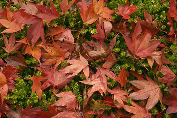 Beautiful Autumn Fall forest scene