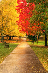 Fototapeta na wymiar Beautiful Autumn Fall forest scene
