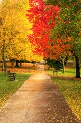 Papier Peint photo Lavable Automne Beautiful Autumn Fall forest scene