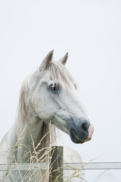 Head of white horse