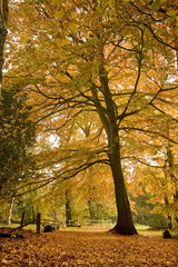 Fototapeta premium Beautiful Autumn Fall forest scene