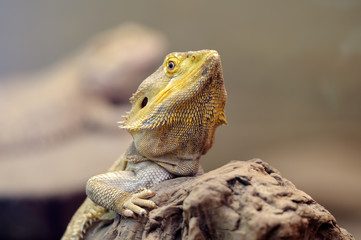 Bearded Dragon