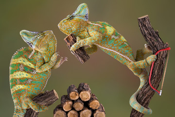 Chameleons Making Firewood