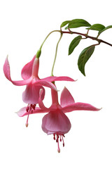 fuchsia rose © hcast