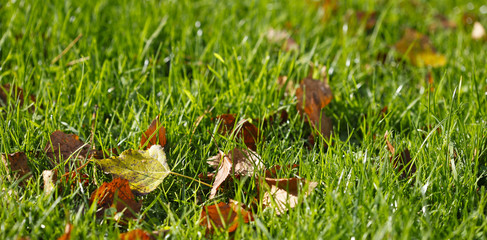 herbe et feuilles d'automne