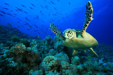 Plexiglas foto achterwand Karetschildpad op koraalrif © Richard Carey
