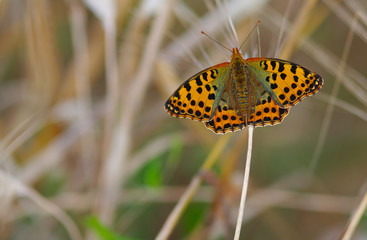 Melitaea trivia farfalla