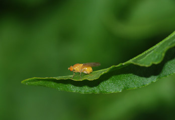 mosca bianca