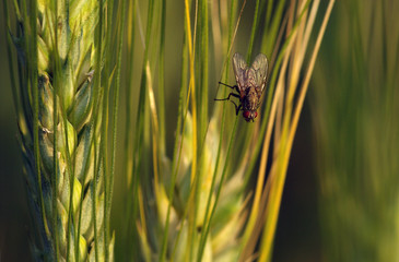 mosca su grano