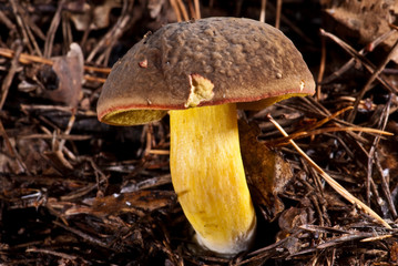 champignons des bois