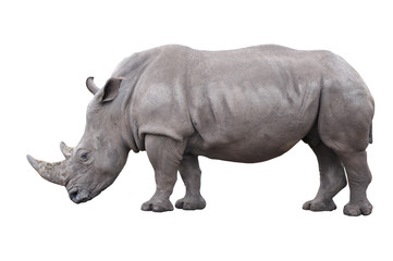 rhinoceros