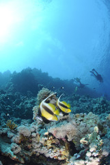 Naklejka na ściany i meble Two Red Sea bannerfish with scuba divers silhouettes.