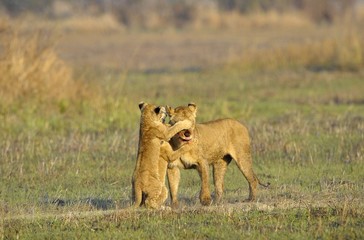Lioness after hunting with cubs.
