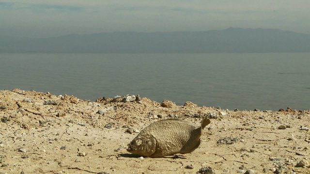 Parched Earth Dead Fish